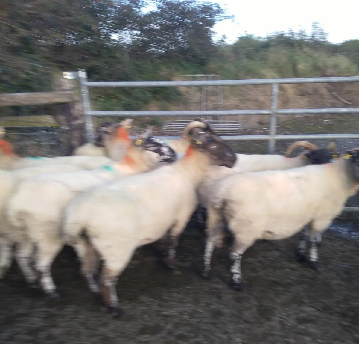 12 aged breeding ewes - Image 1