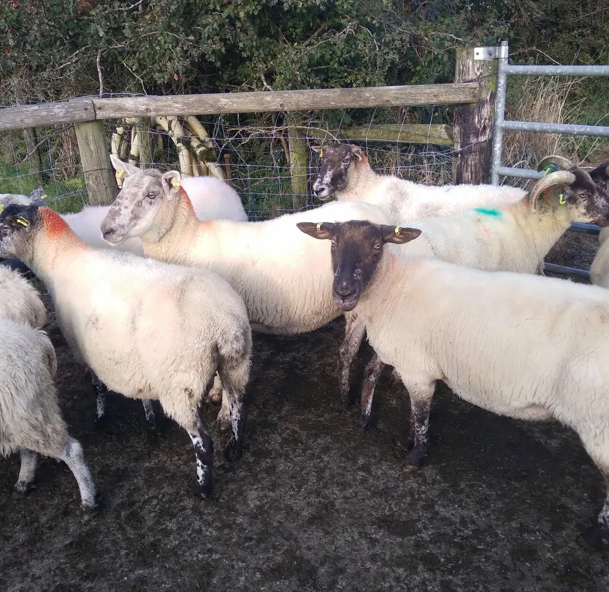 12 aged breeding ewes - Image 2