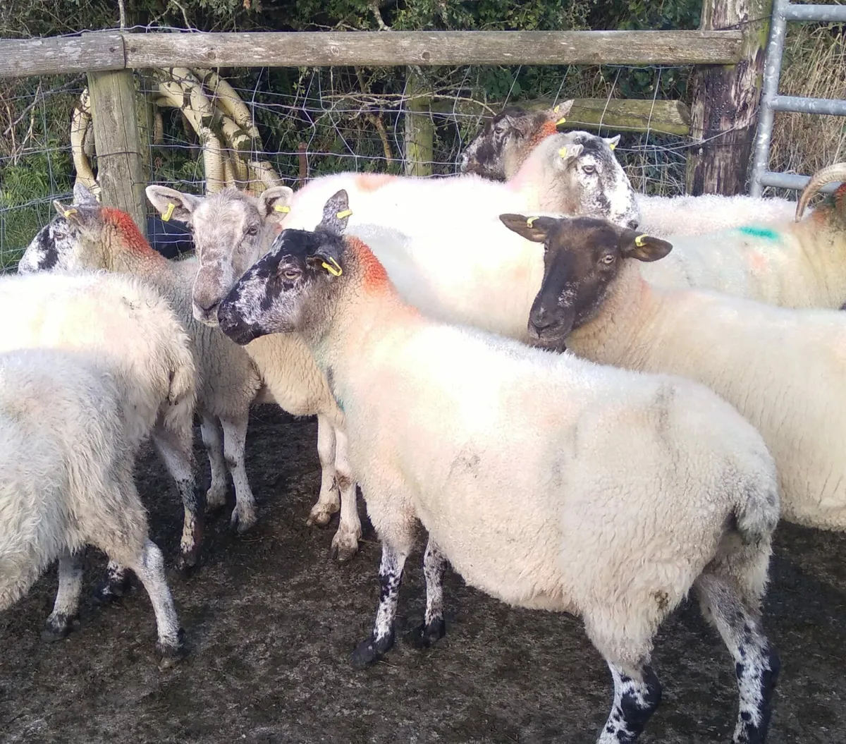 12 aged breeding ewes - Image 3