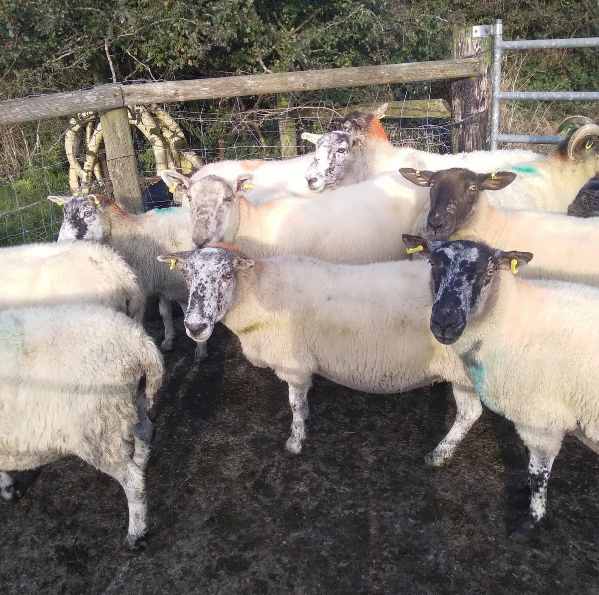 12 aged breeding ewes - Image 4