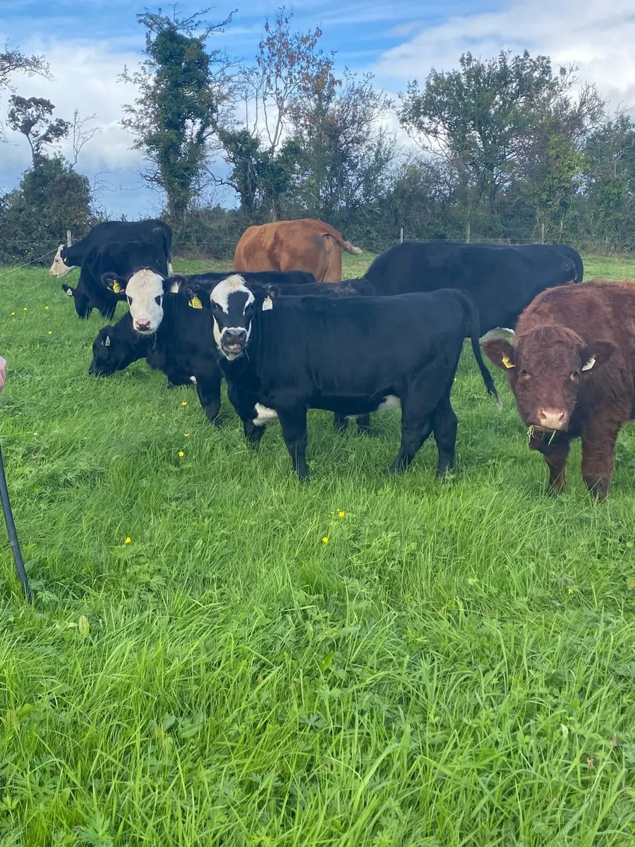 Full symbol organic heifer Weanlings - Image 1