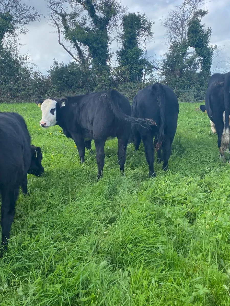 Full symbol organic heifer Weanlings - Image 2