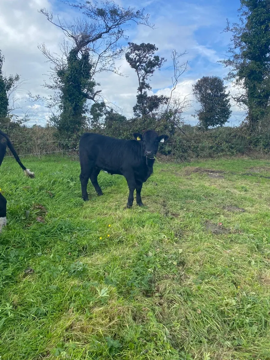 Full symbol organic heifer Weanlings - Image 3