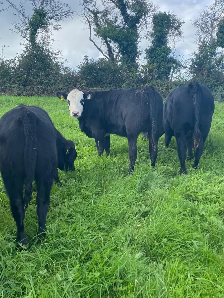 Full symbol organic heifer Weanlings - Image 4