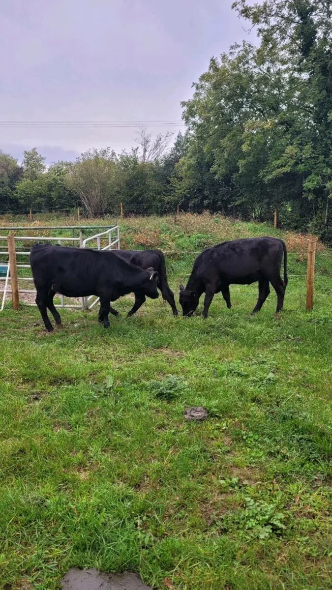 Weanling heifers - Image 1