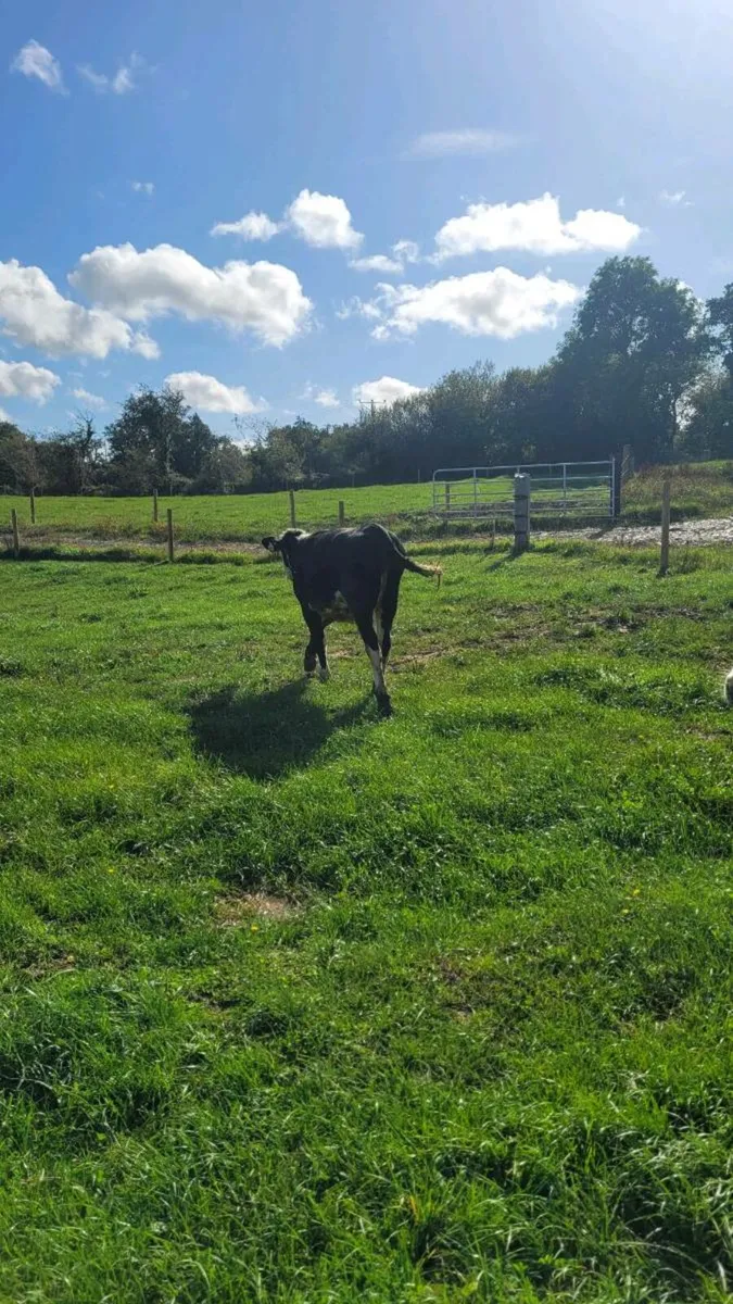 Weanling heifers - Image 2