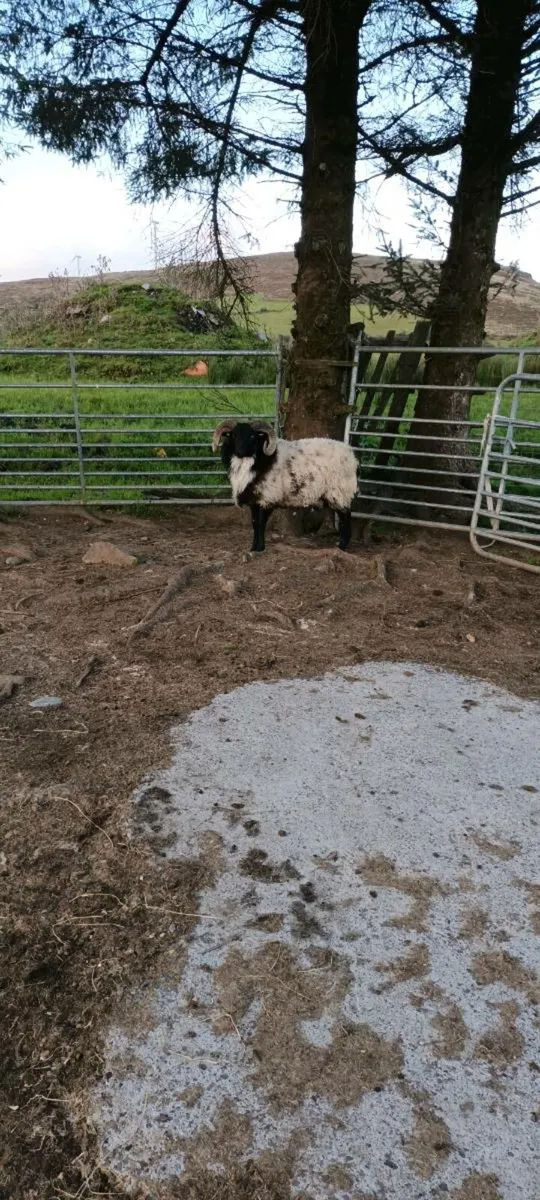 Hogget ram - Image 3