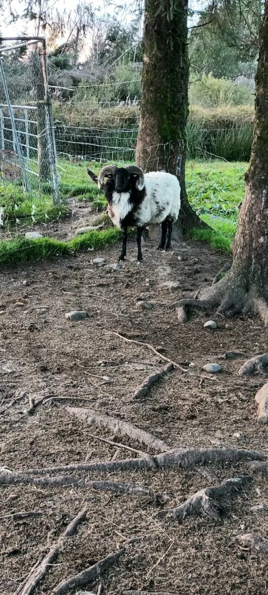 Hogget ram - Image 4