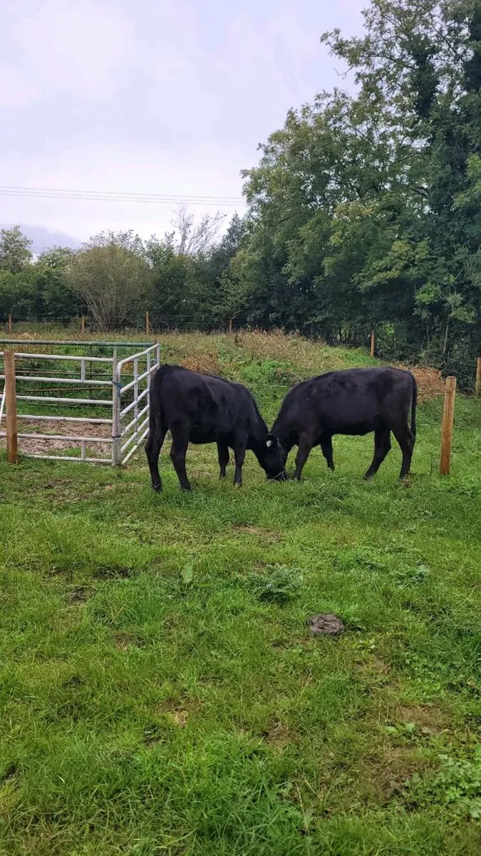 Weanling heifers - Image 3