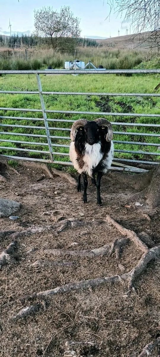 Hogget ram - Image 2