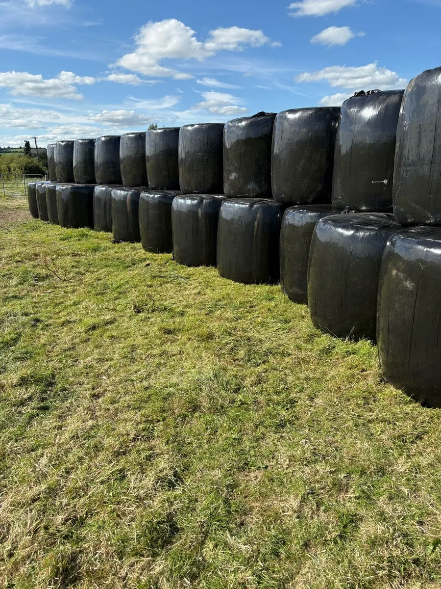 Silage bales July 2025