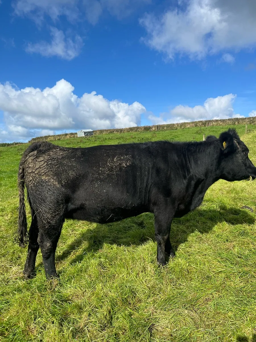 PBR in calf Angus heifer - Ennis mart - Image 1