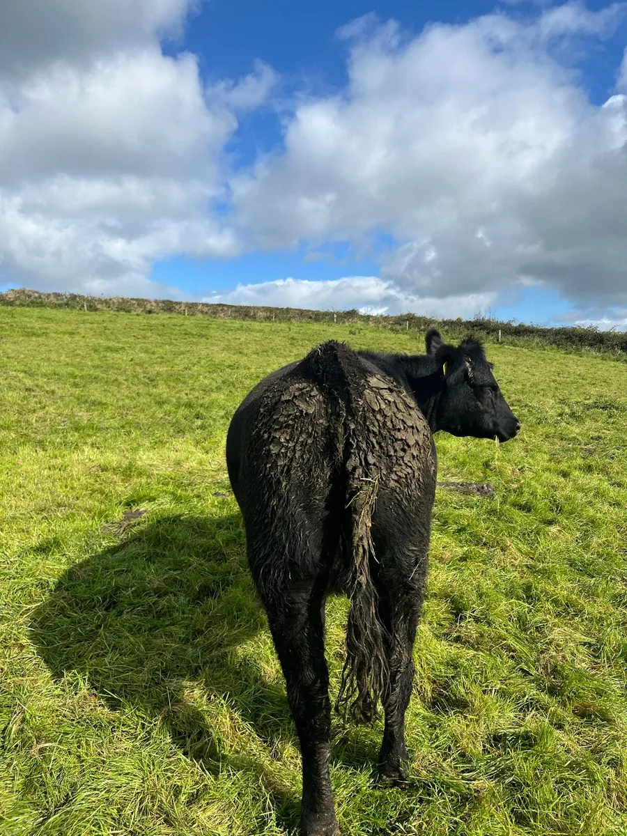 PBR in calf Angus heifer - Ennis mart - Image 2