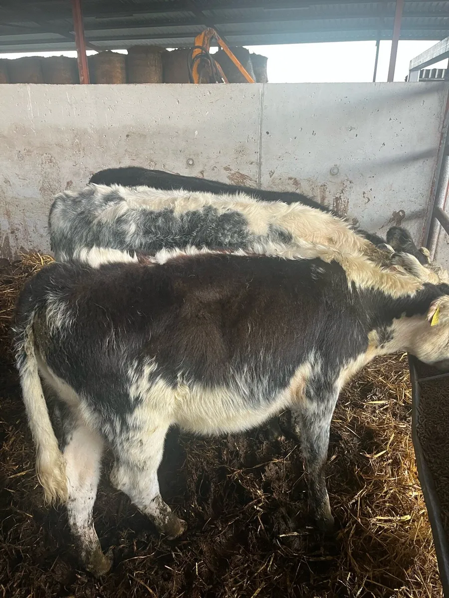 Cow makers - Image 1