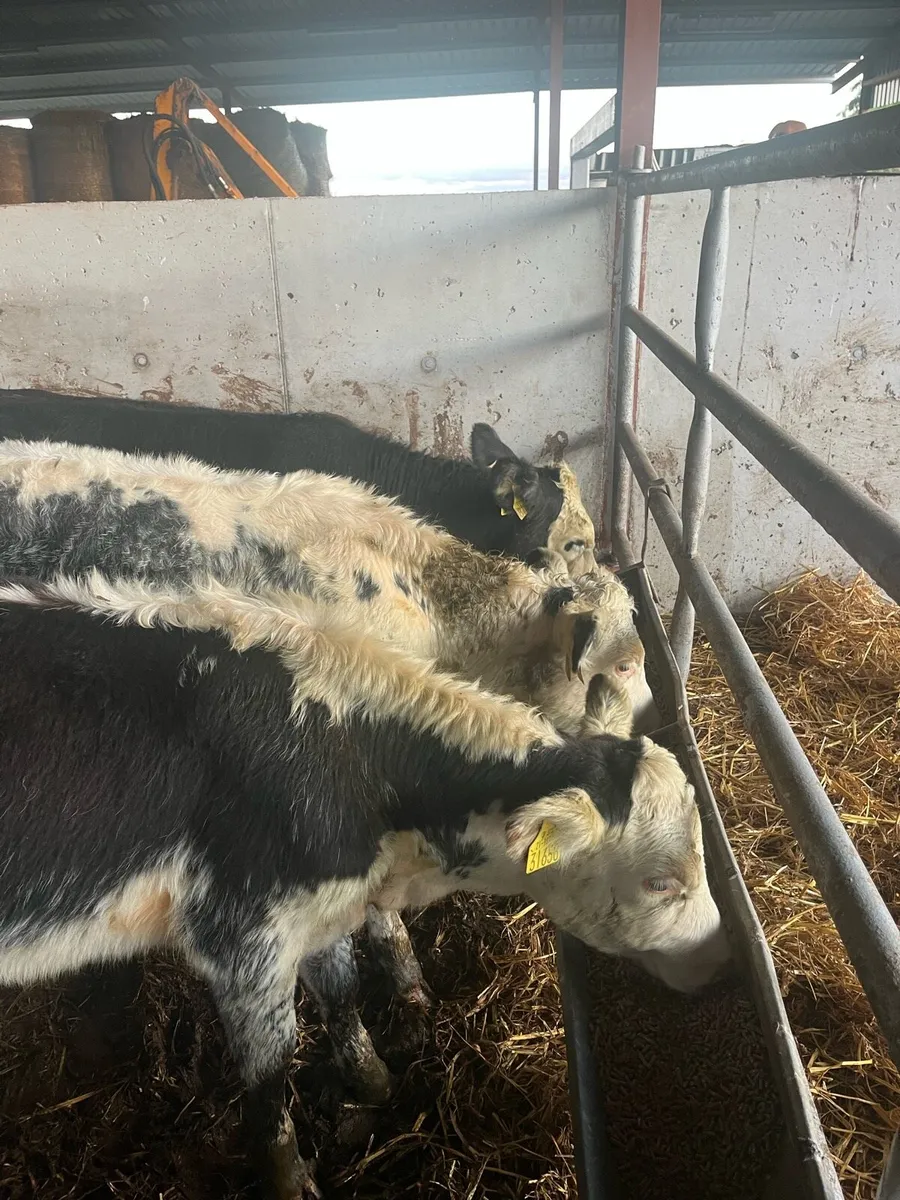 Cow makers - Image 3