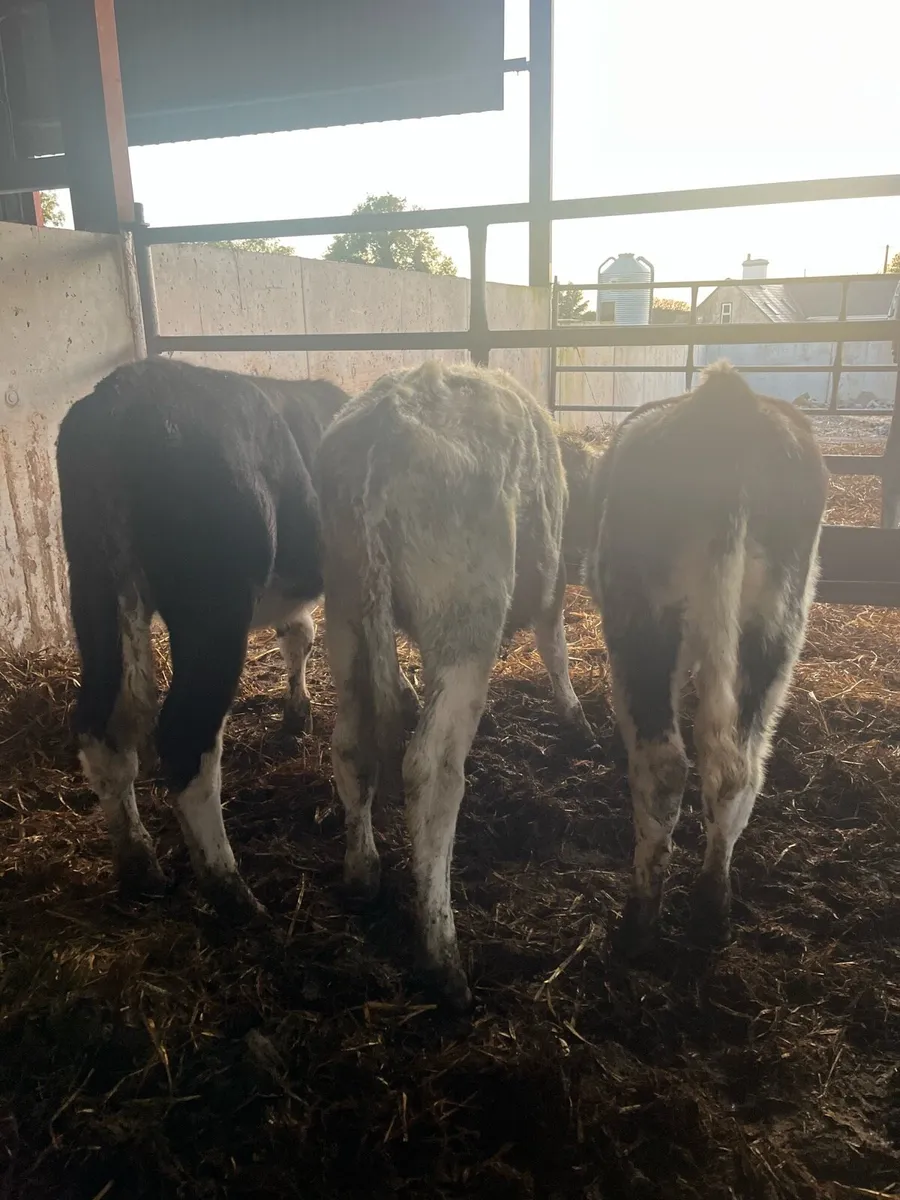 Cow makers - Image 4