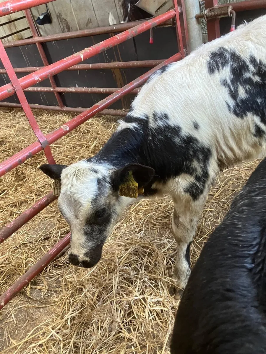 Top Quality Belgian Blue & Angus Heifer Calves - Image 1