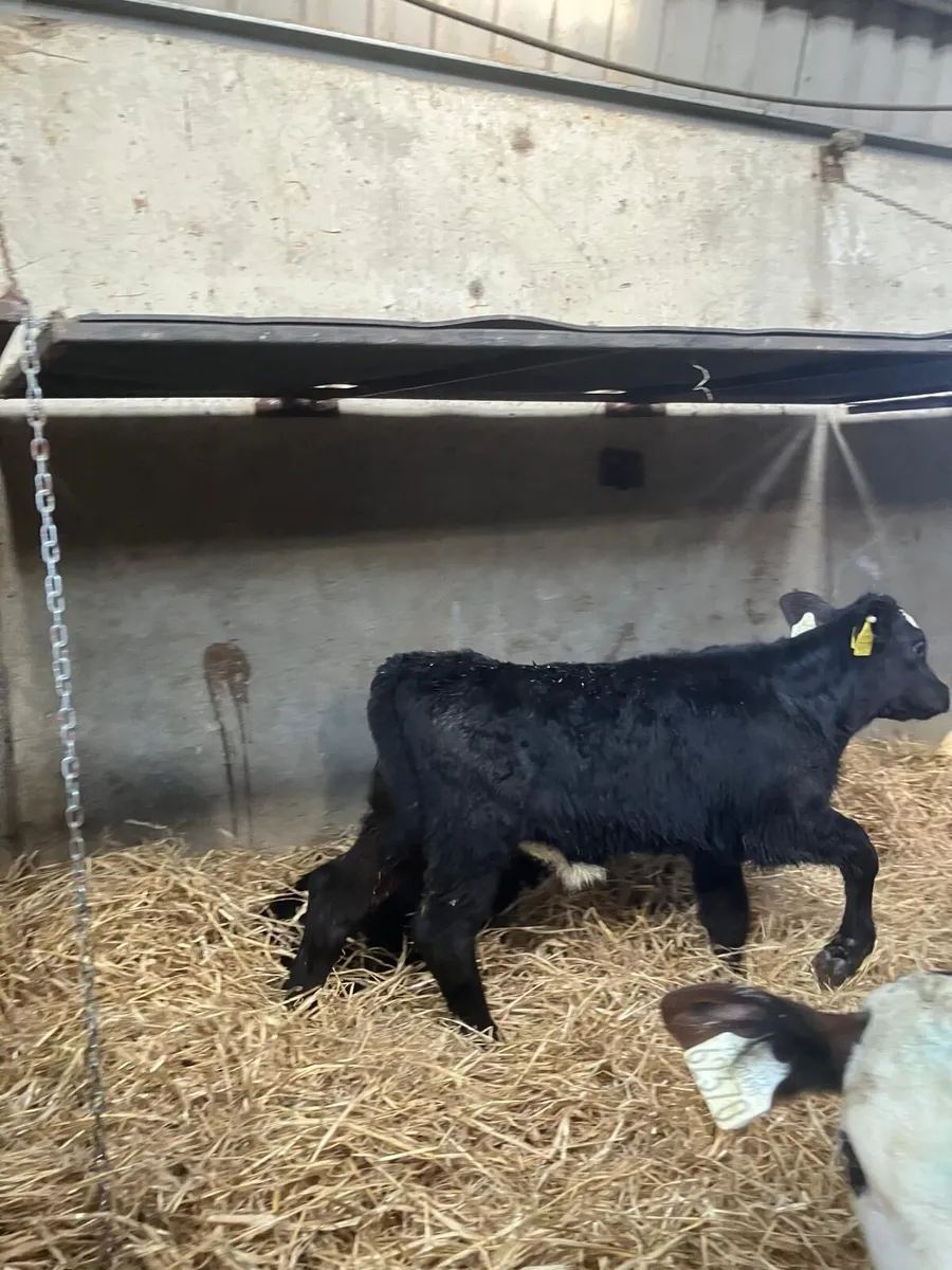 Top Quality Belgian Blue & Angus Heifer Calves - Image 2