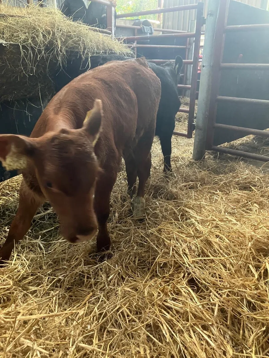Top Quality Belgian Blue & Angus Heifer Calves - Image 3