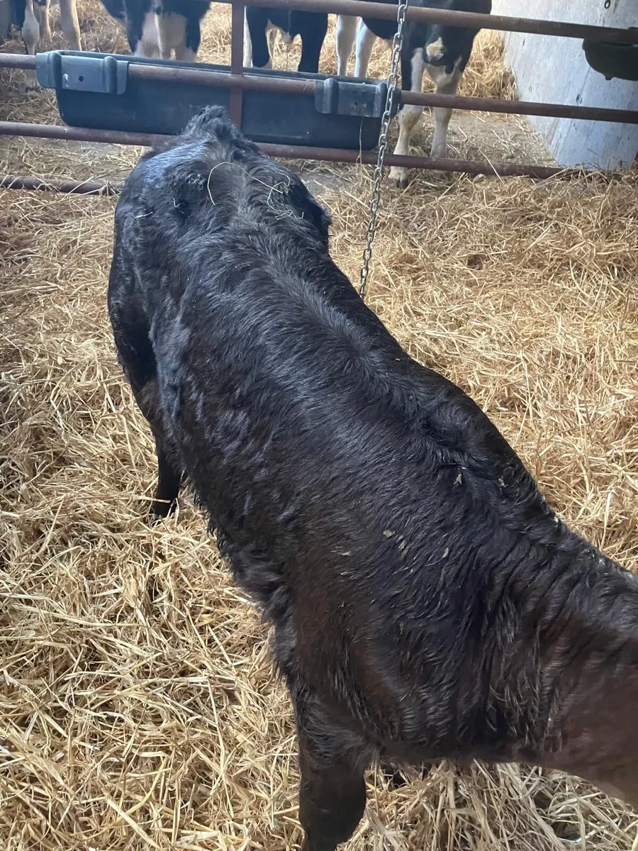 Top Quality Belgian Blue & Angus Heifer Calves - Image 4
