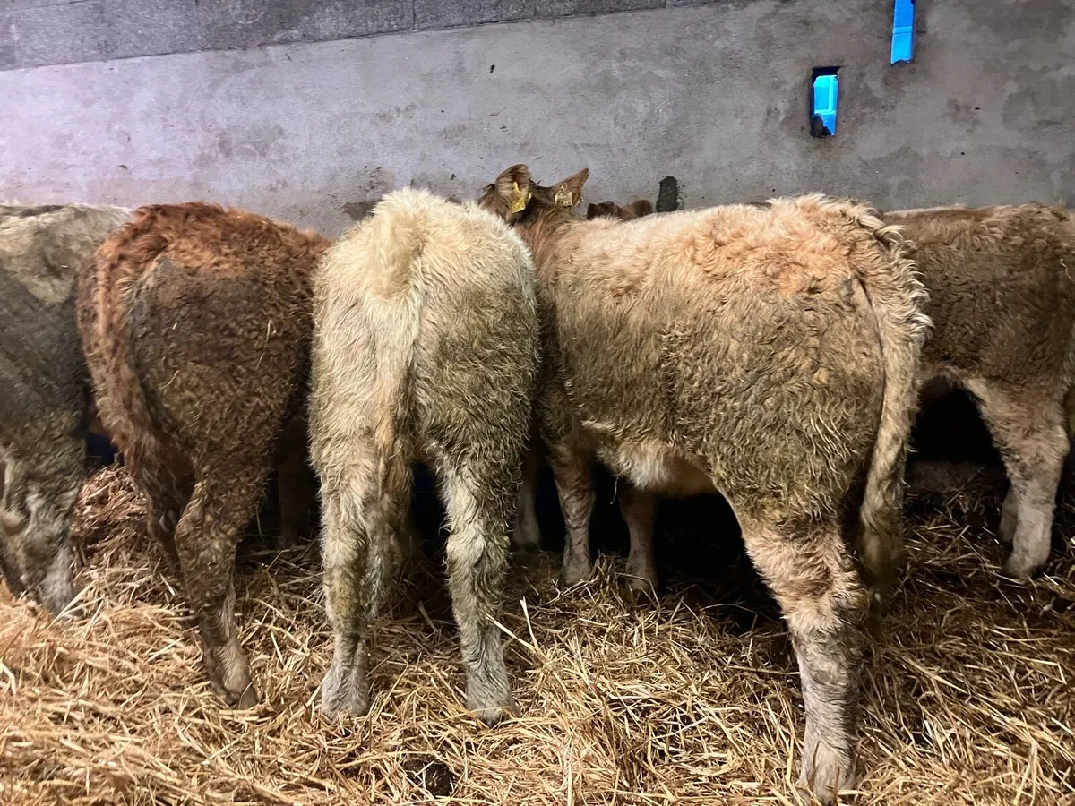Heifer Weanlings - Image 1