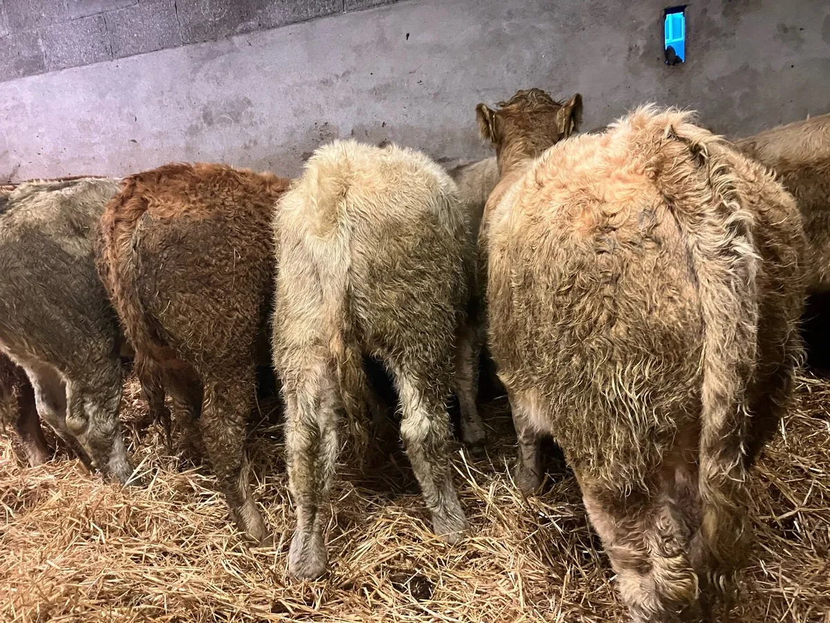 Heifer Weanlings - Image 2