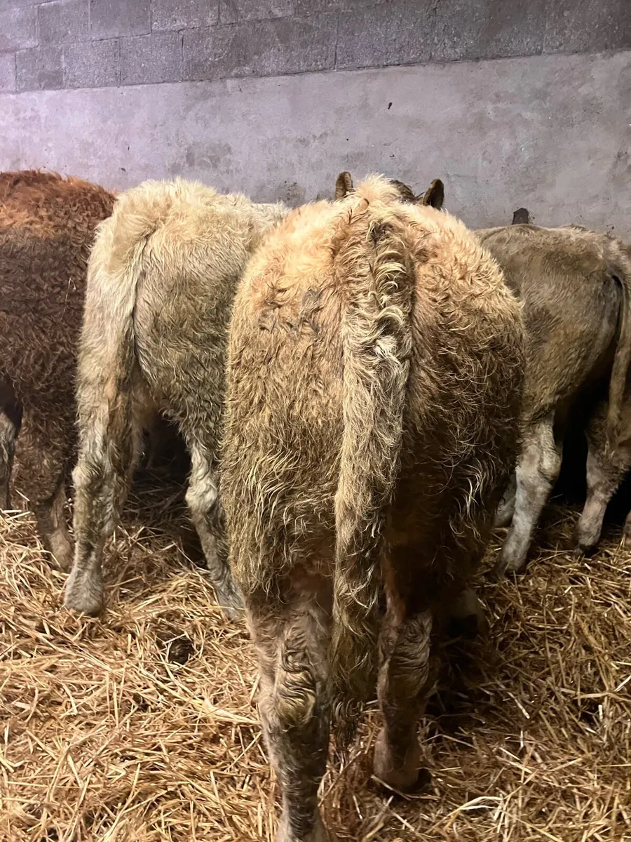 Heifer Weanlings - Image 3