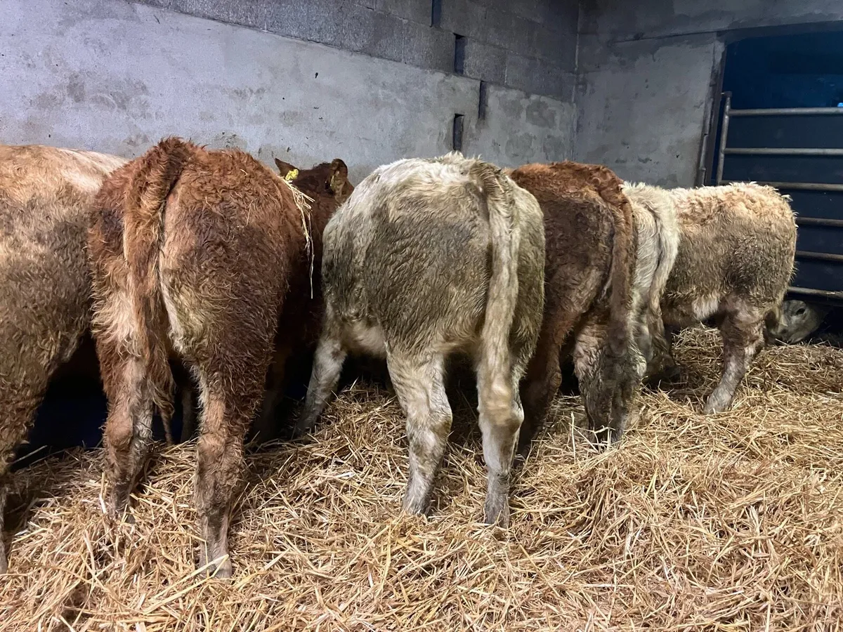 Heifer Weanlings - Image 4