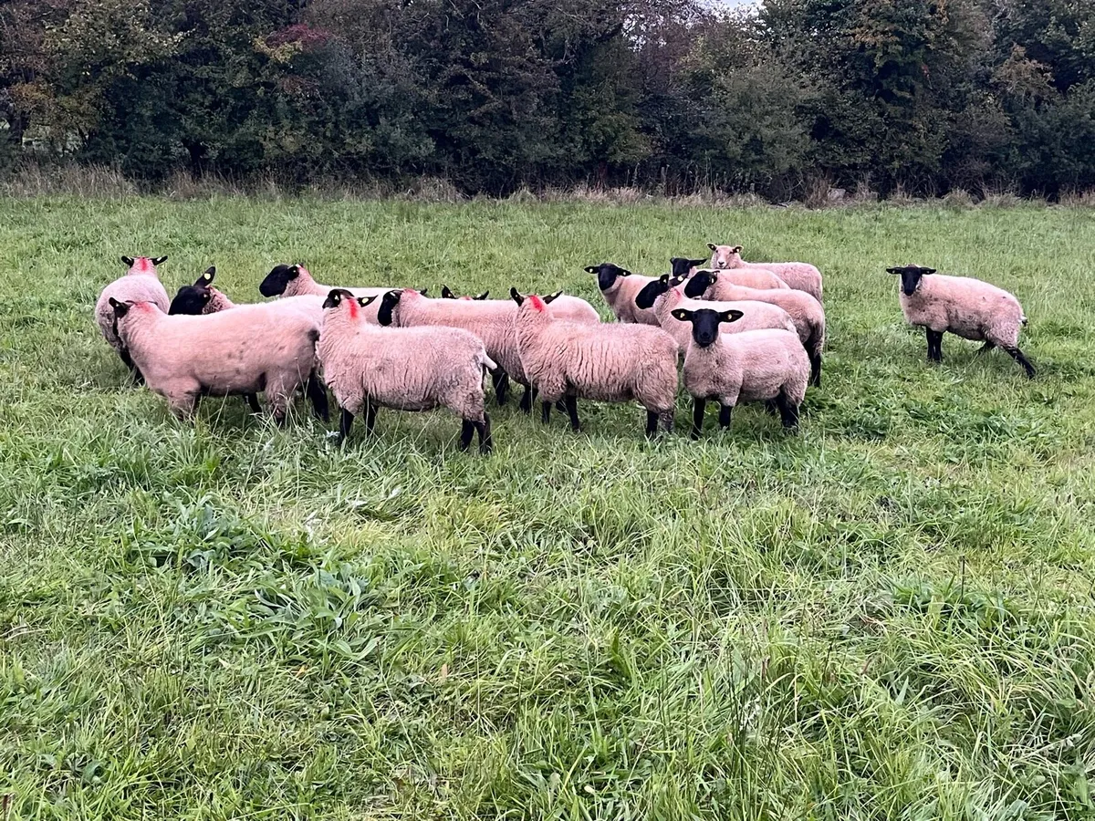 Ewe Lambs - Image 1