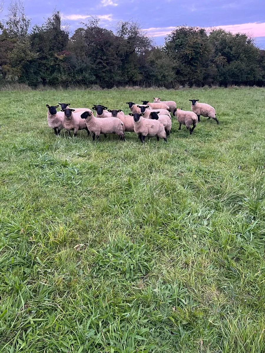 Ewe Lambs - Image 2