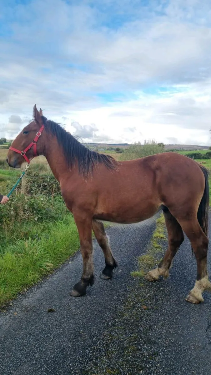 ⚜️ Shire X Irish Draught Yearling Colt ⚜️ - Image 1
