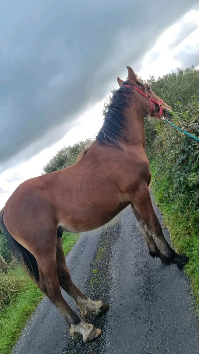 ⚜️ Shire X Irish Draught Yearling Colt ⚜️ - Image 2