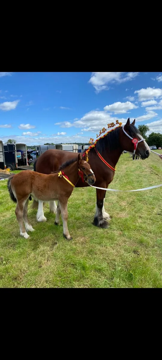 ⚜️ Shire X Irish Draught Yearling Colt ⚜️ - Image 3