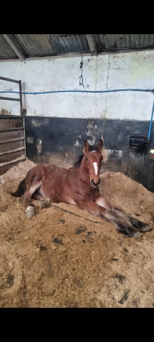 ⚜️ Shire X Irish Draught Yearling Colt ⚜️ - Image 4