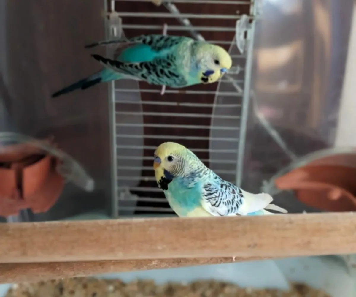 🐦2 Budgies + Cage — Ready for a New Home! - Image 1