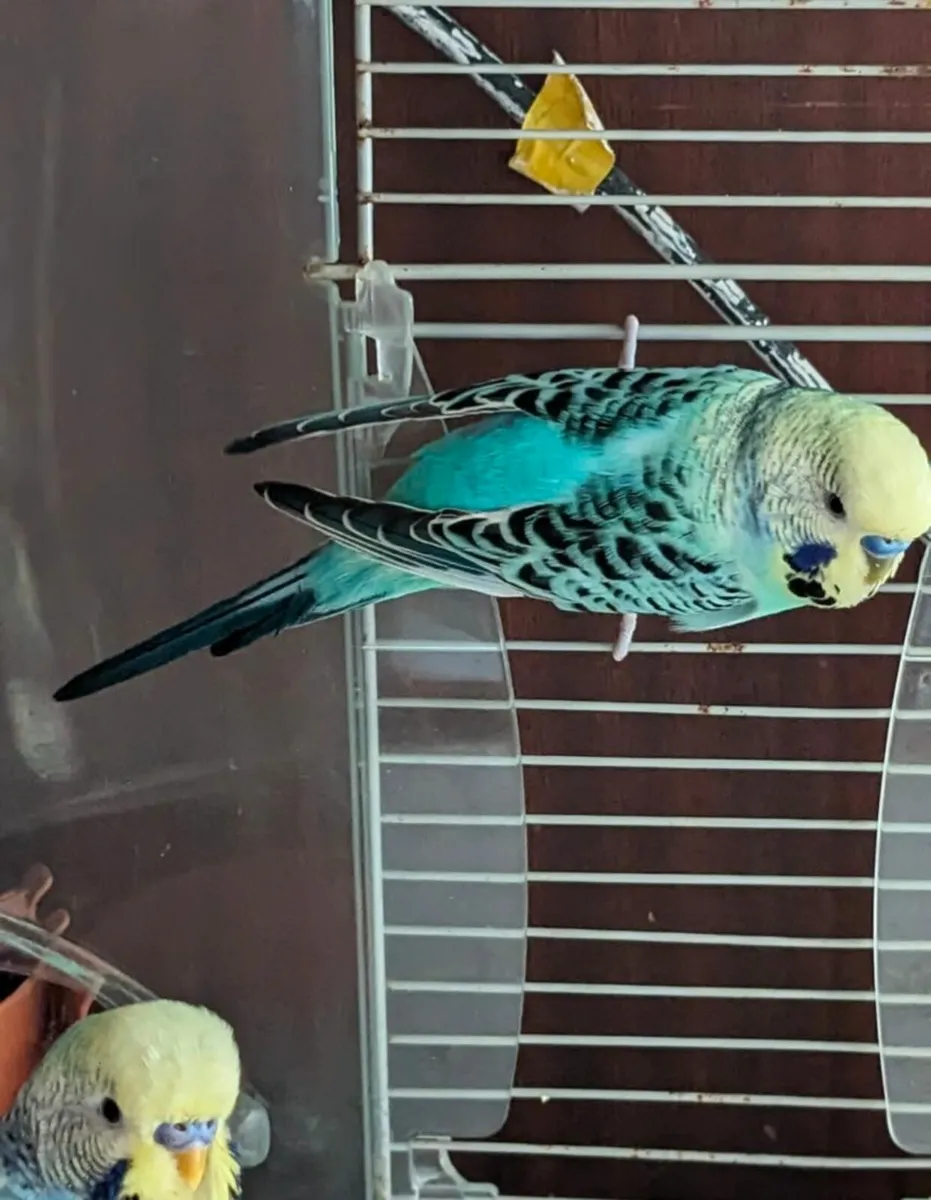 🐦2 Budgies + Cage — Ready for a New Home! - Image 2