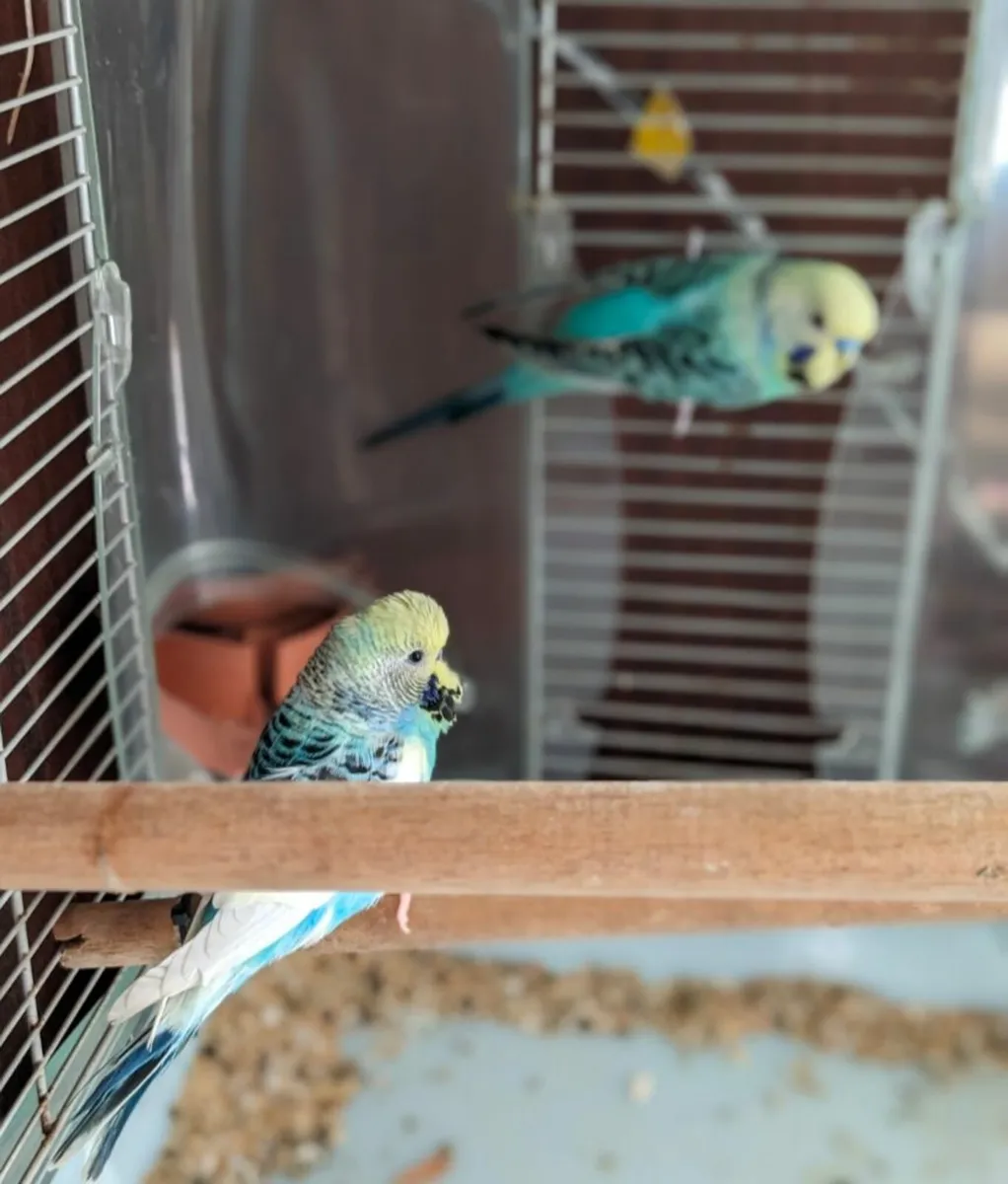 🐦2 Budgies + Cage — Ready for a New Home! - Image 3