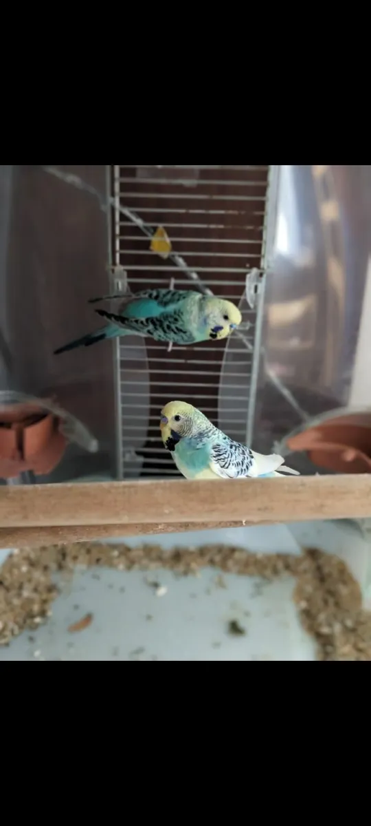 🐦2 Budgies + Cage — Ready for a New Home! - Image 4
