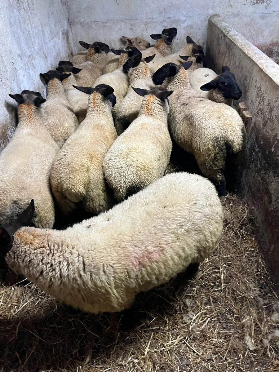 Ewe Lambs - Image 4
