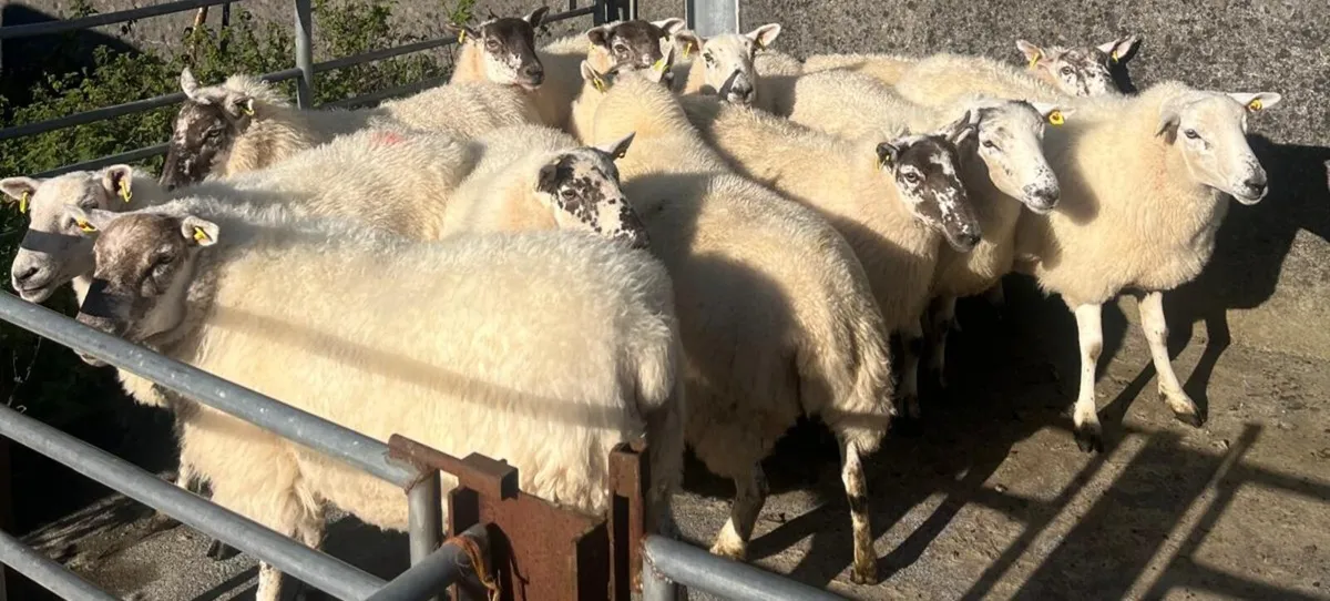 HILTEX EWE HOGGETS - Image 1