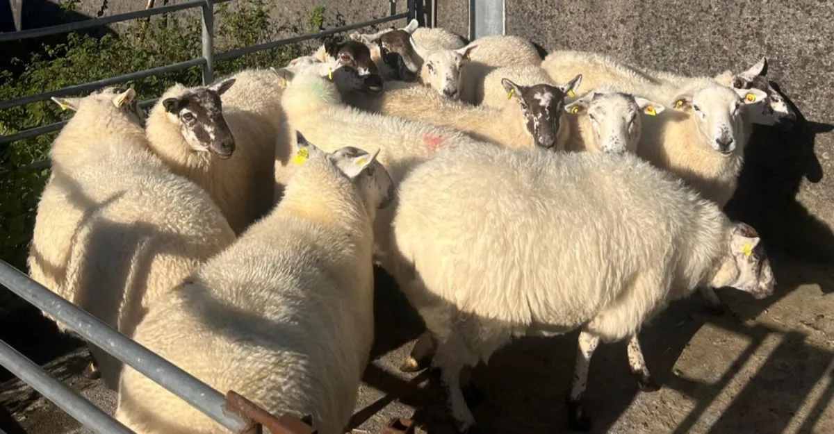 HILTEX EWE HOGGETS - Image 3
