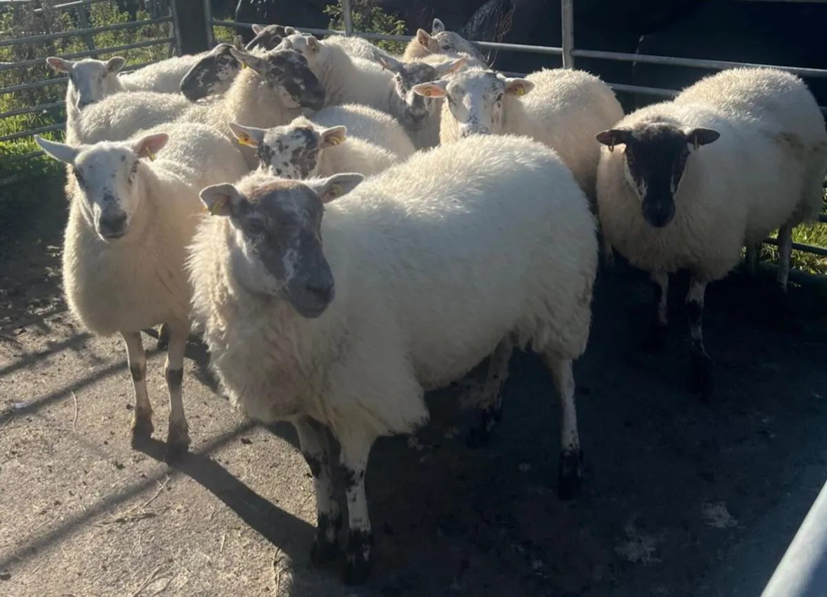 HILTEX EWE HOGGETS - Image 4
