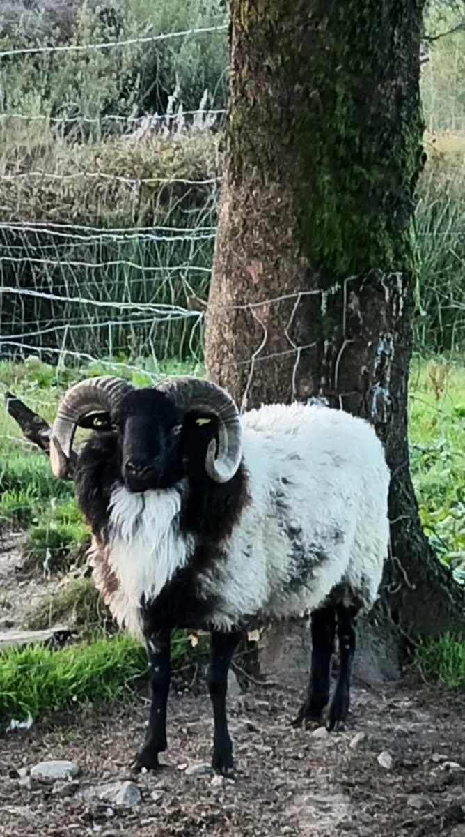 Hogget ram - Image 1