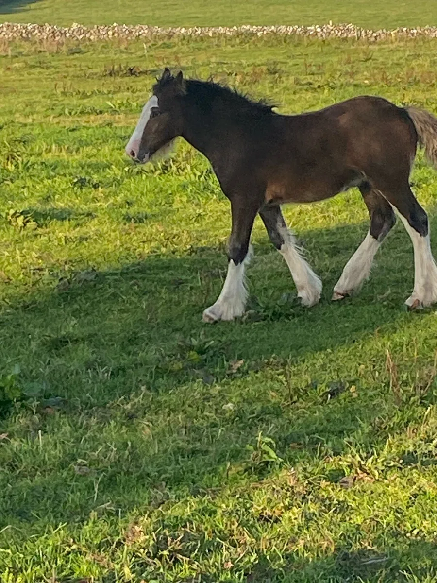 4 year old mare  15 — hands - Image 3
