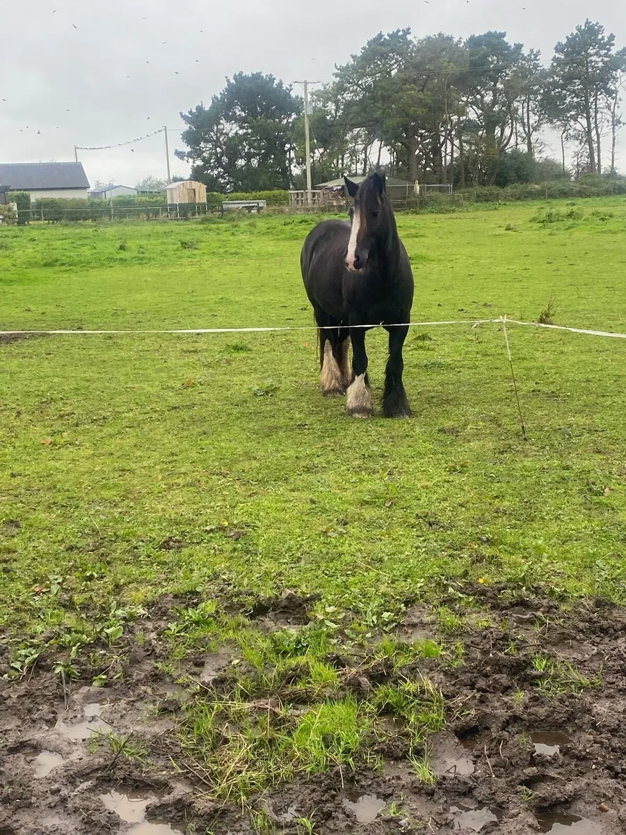 4 year old mare  15 — hands - Image 1