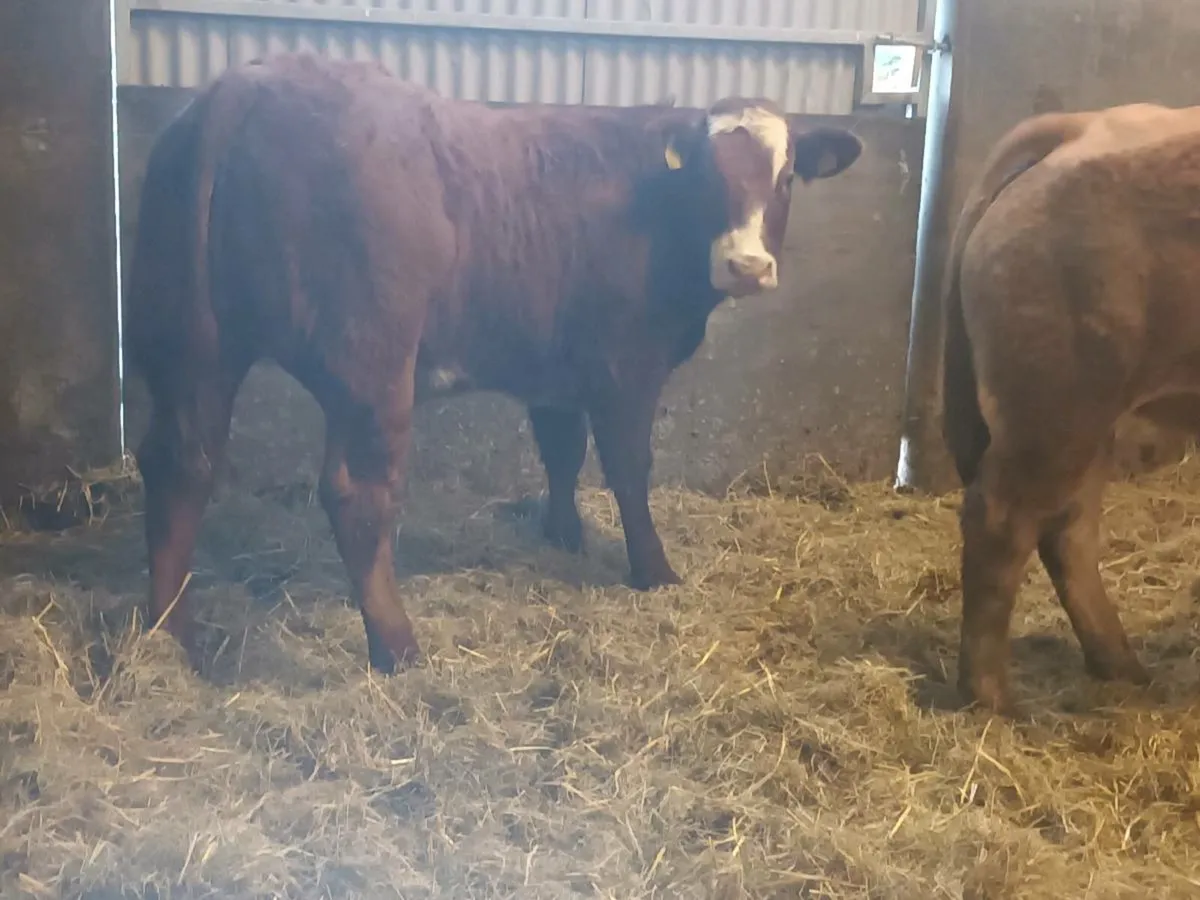 2 Top Quality U Grade LMX Heifer's for sale - Image 2