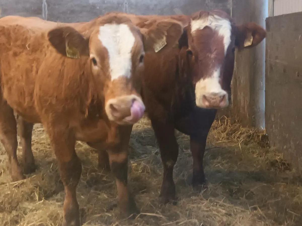 2 Top Quality U Grade LMX Heifer's for sale - Image 1