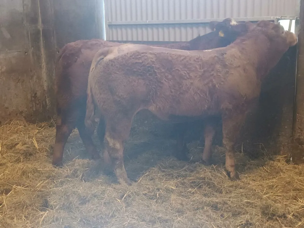 2 Top Quality U Grade LMX Heifer's for sale - Image 3
