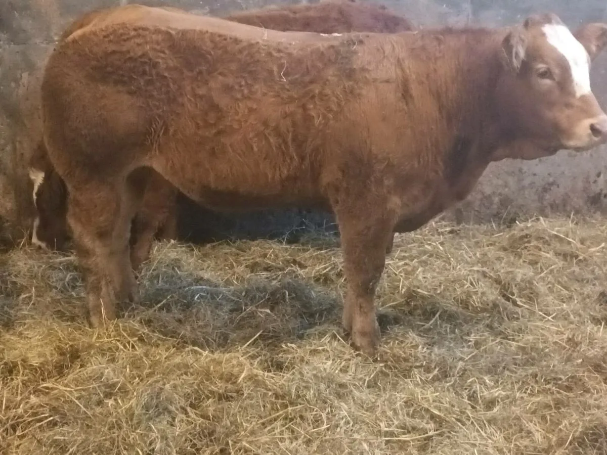 2 Top Quality U Grade LMX Heifer's for sale - Image 4