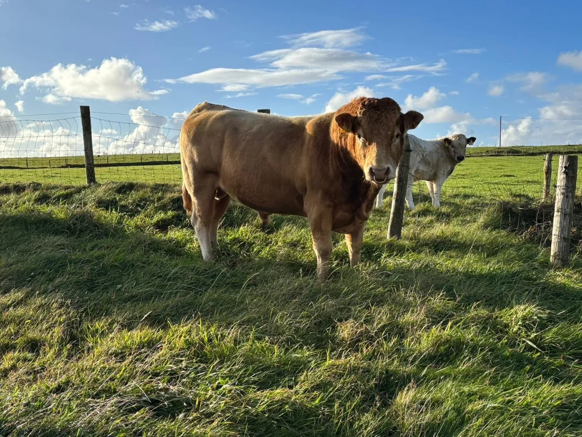 Easy calving Limousine bull - Image 1
